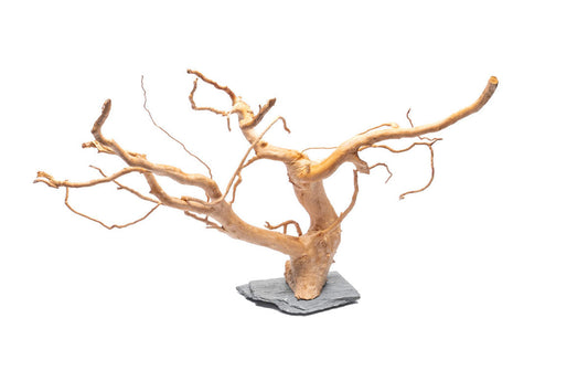 UT: Spider Wood on Slate