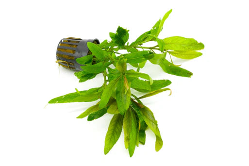 Staurogyne Bihar