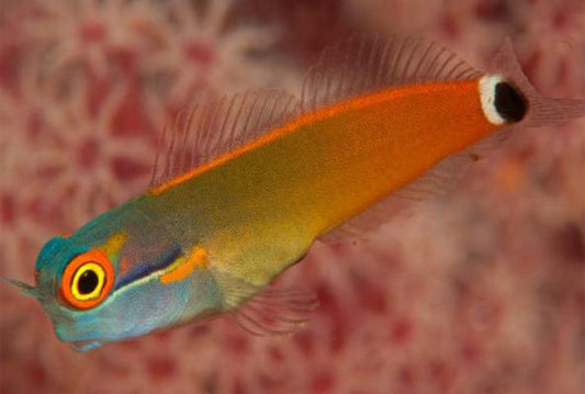 Blenny: Tailspot