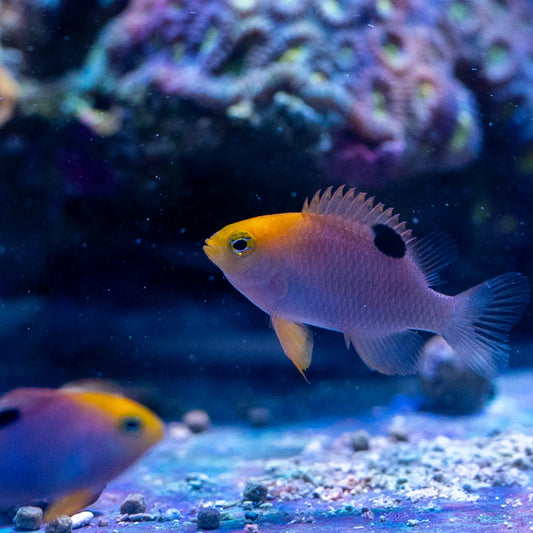 Damsel: Talbot's