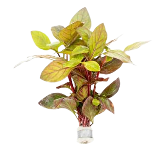 Alternanthera Red Broad Leaf