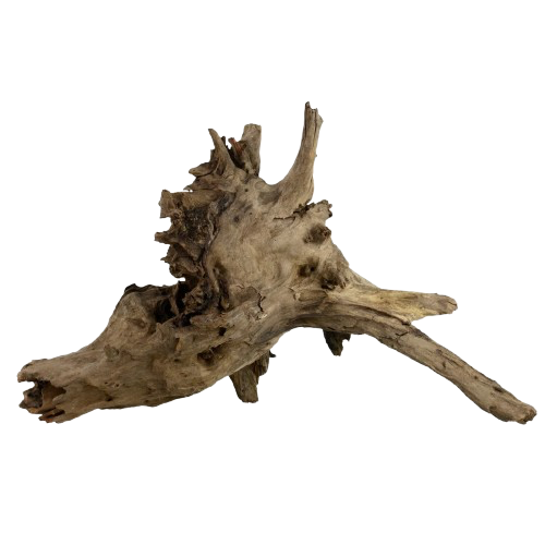 UT: Eucalyptus Root