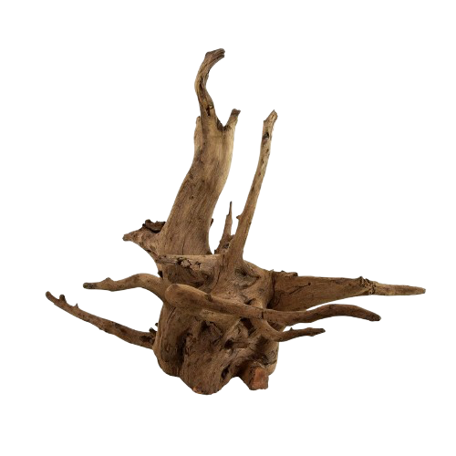 UT: Eucalyptus Root