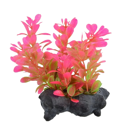 UT: Red Moneywort - 3”