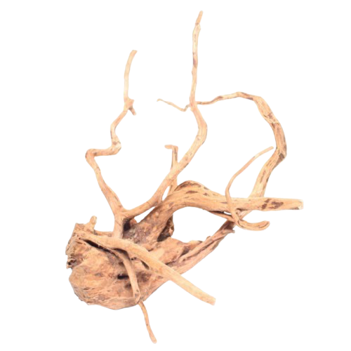 UT: Wood Root