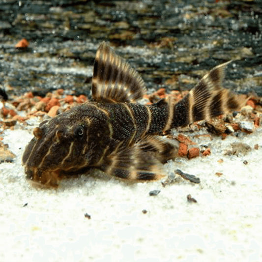 Pleco: Clown L104