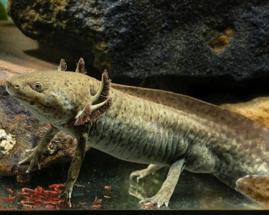 Axolotl: Wild Type