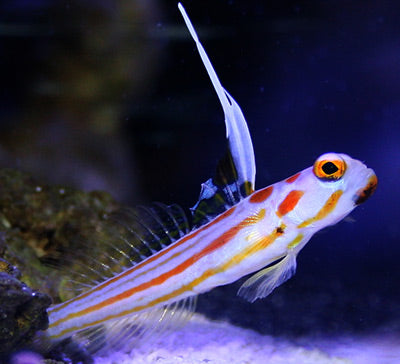 Goby: Yasha